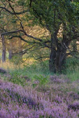 Ochtendlicht op de bloeiende paarse heide van de Sallandse Heuvelrug