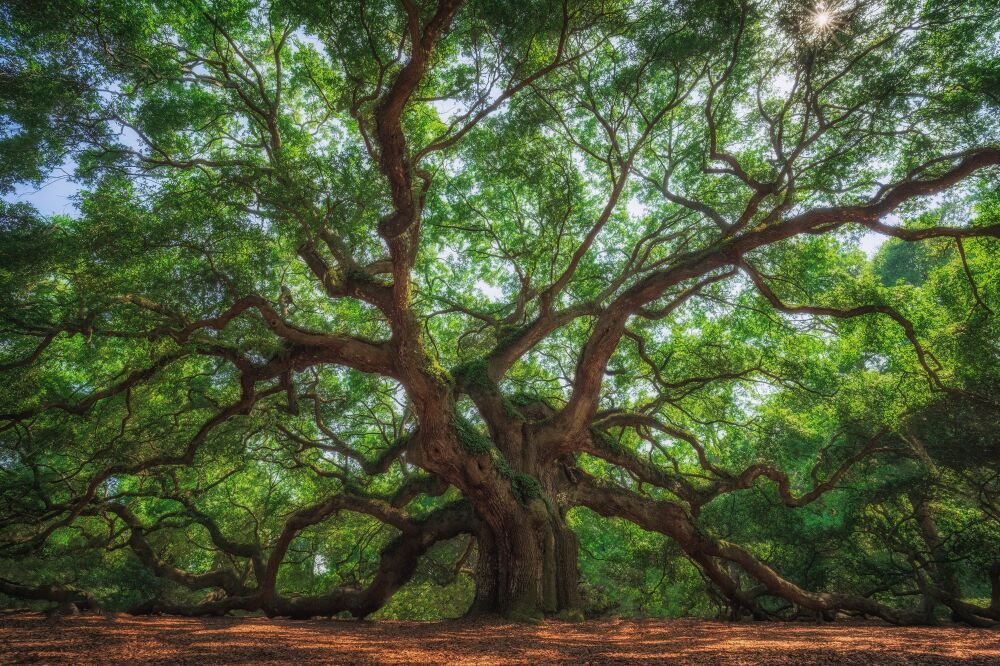 Verenigde Staten - Tree of life