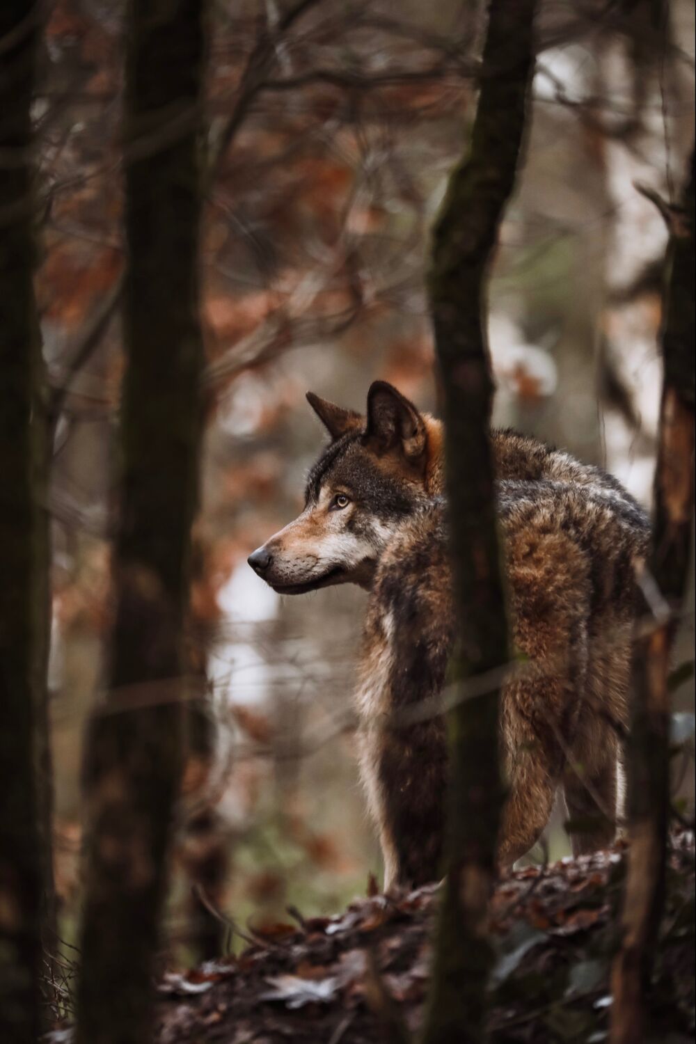 Wolf in het bos(September)