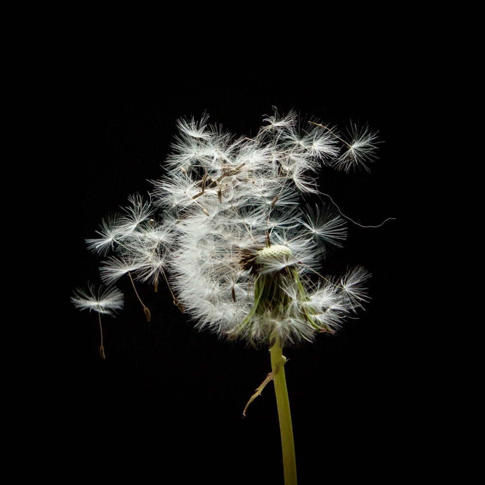 Uitgebloeide paardebloem