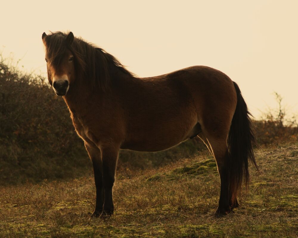 Exmoorpony