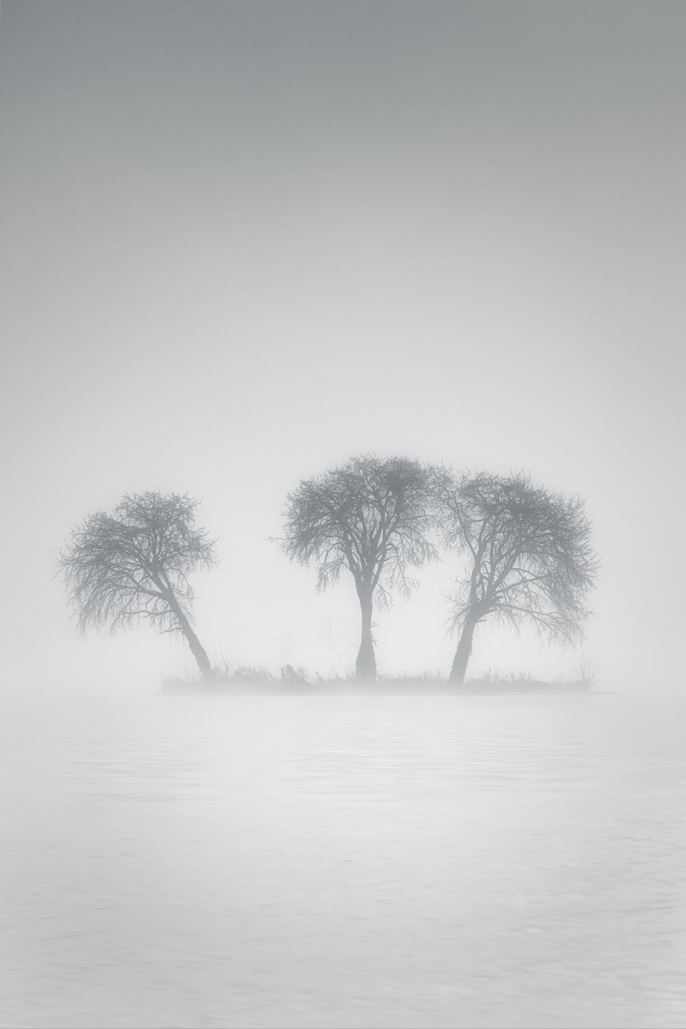 Eenzame bomen in de dichte mist