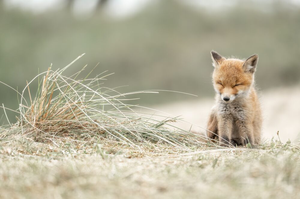 Dromerig Vosje in de Wildernis