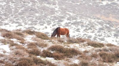 Paard in een winterslandschap