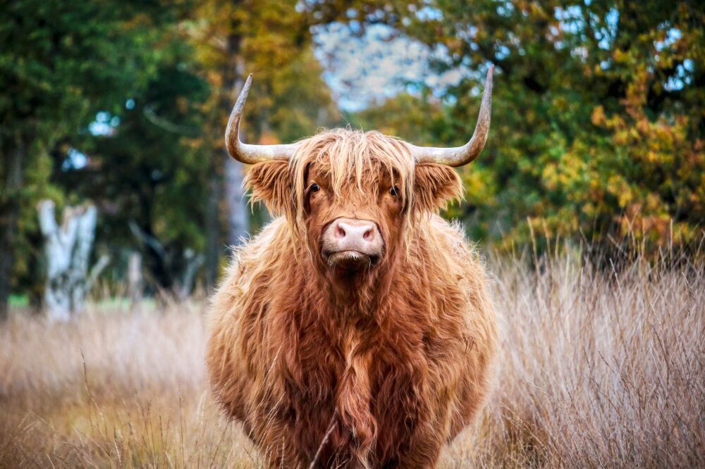 Oog in Oog met een Schotse Hooglander