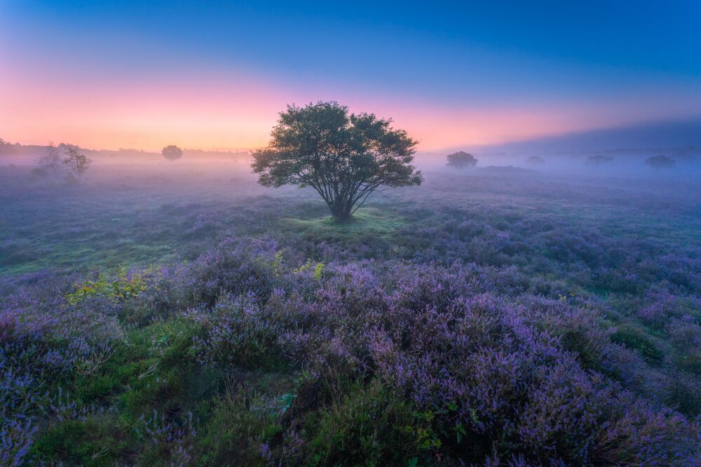 Bloeiende heide op de vroege ochtend