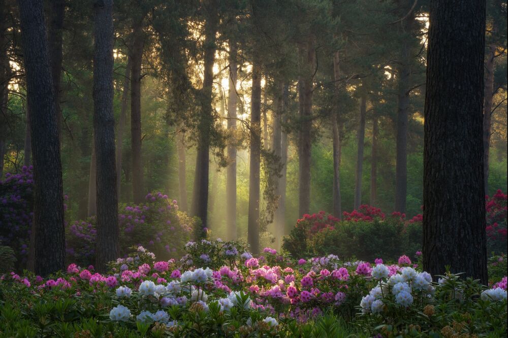 Bomen en bossen - Voorjaarsbloeiers