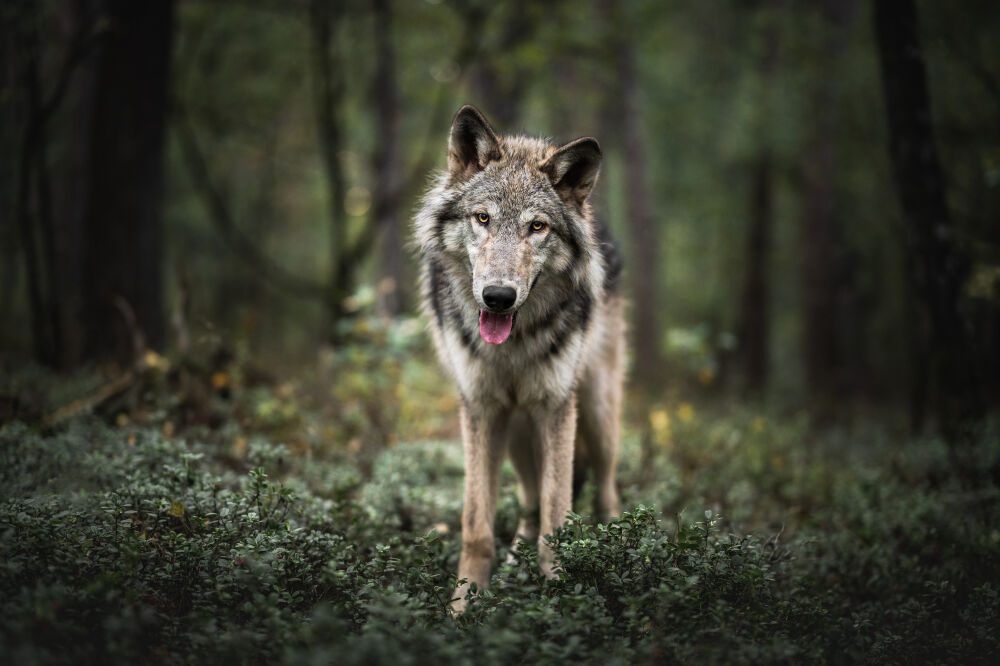 Wolfdog in the Wilderness