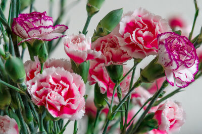 Prachtig vers boeket roze Ã©n paars met wit gekleurde anjers