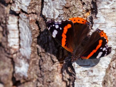 Atalanta vlinder rustend op een berkenboom