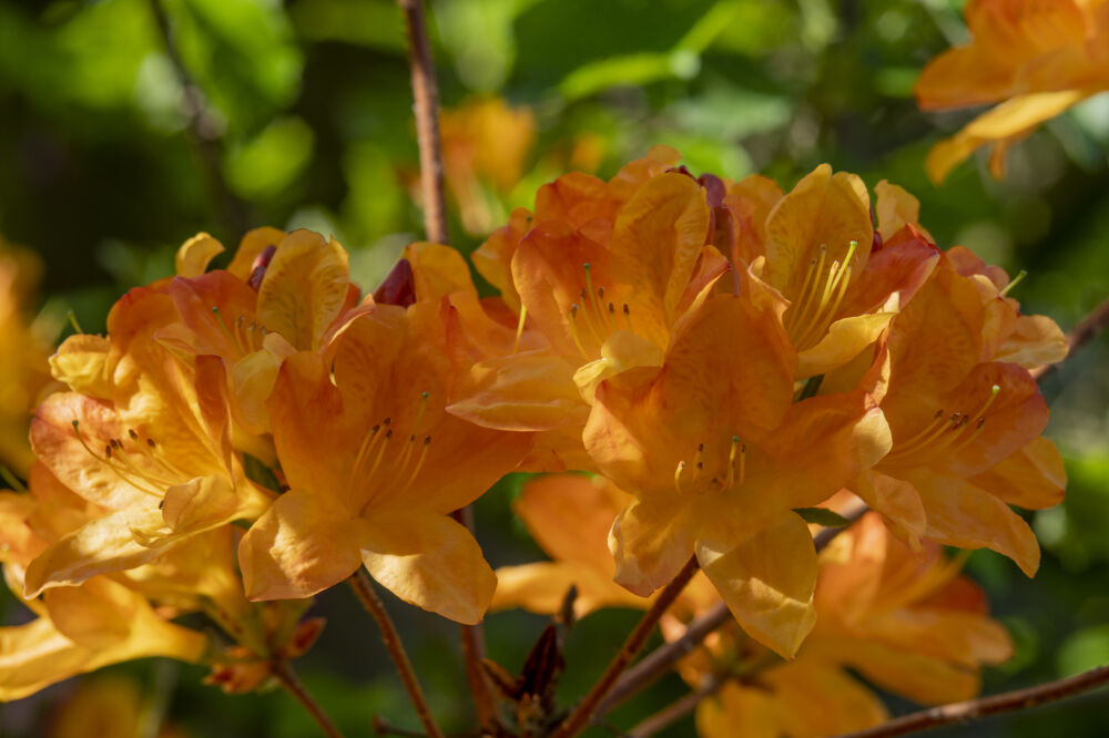 Azalia bloemen close up