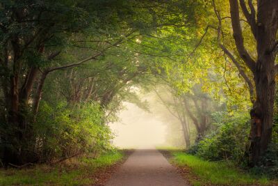 Forest path in the misty morning sun