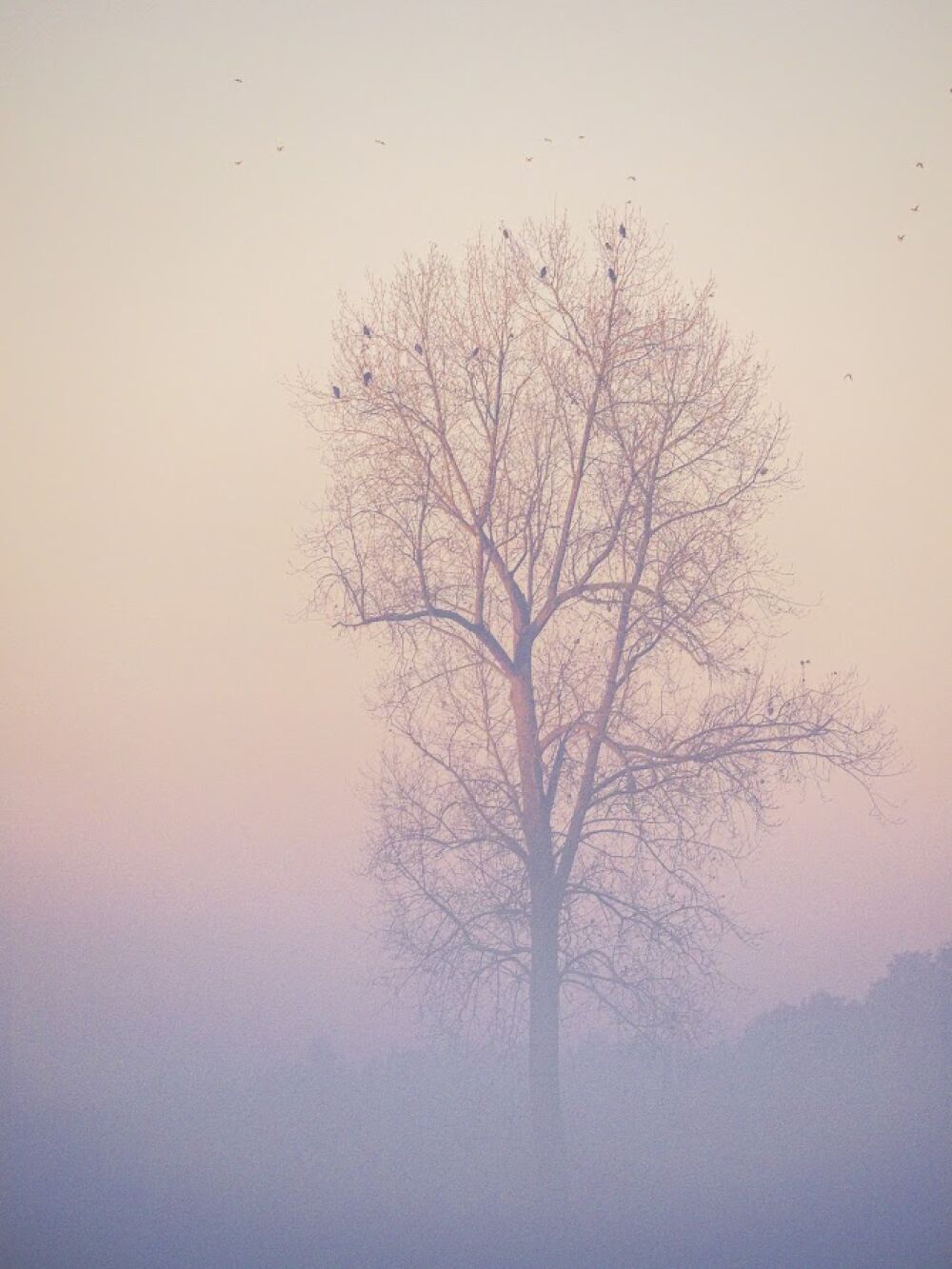 Tree in the fog