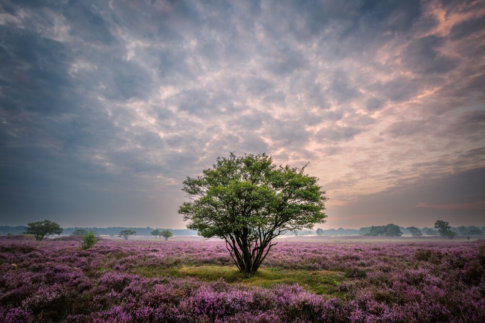 De Zuiderheide bij Hilversum