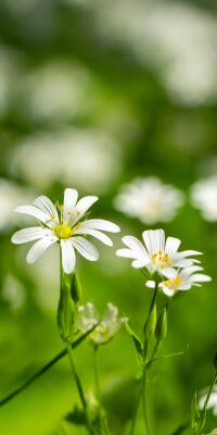 Witte wilde bloemen