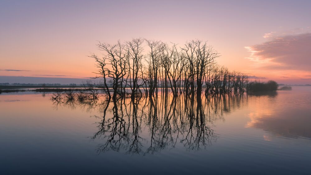 Bomen in het water