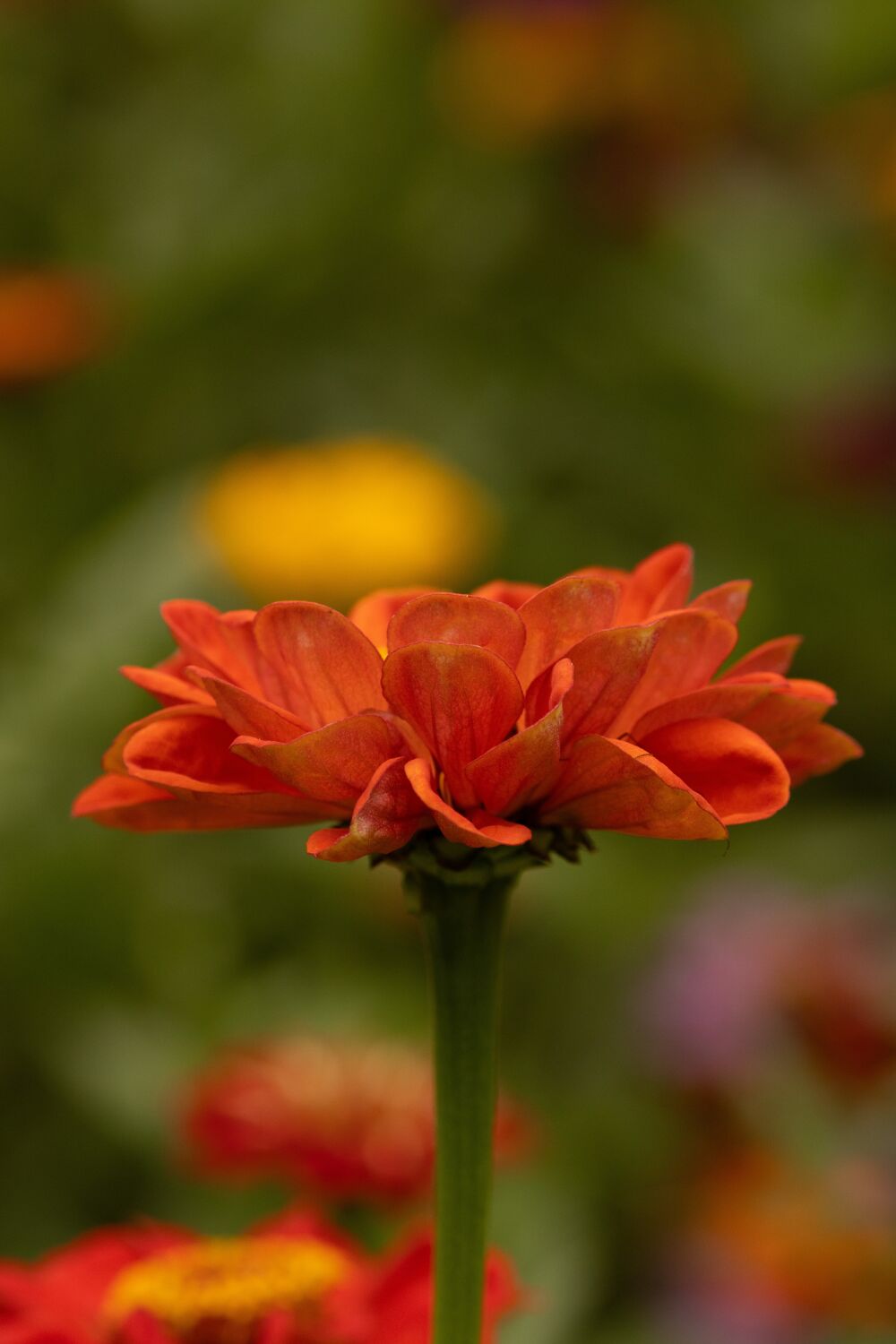 Oranje zinnia