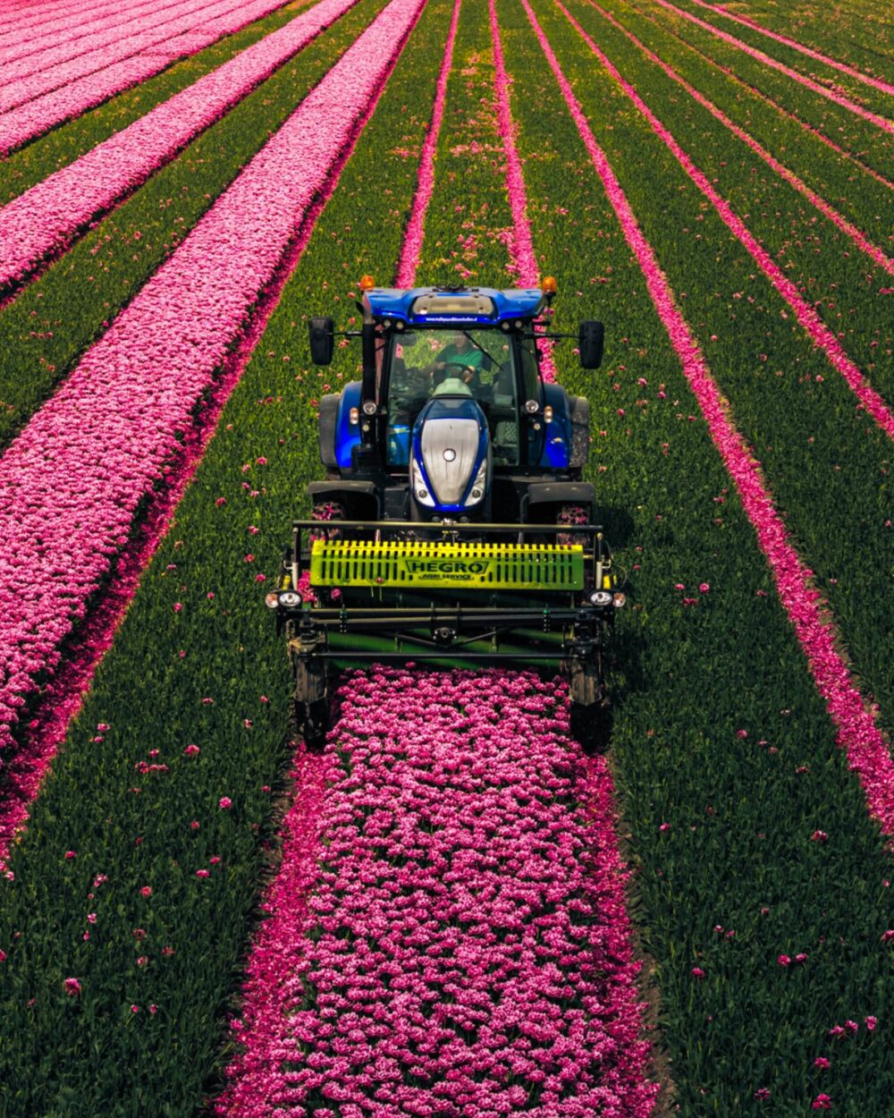 Trekker kopt tulpen in het voorjaar