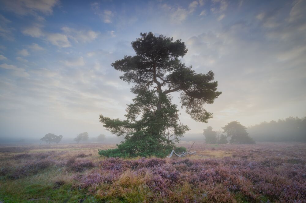 Ochtendmist over de heide