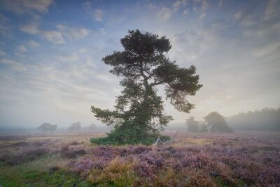 Ochtendmist over de heide