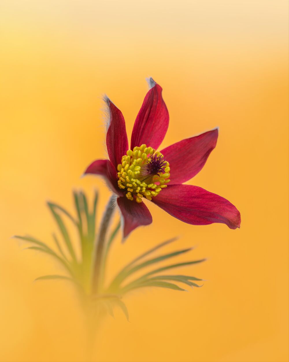 Stralende Rode Bloem Tegen een Vurige Oranje Achtergrond