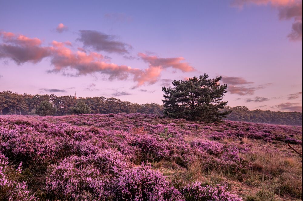 Paarse Heide in Ugchelen.