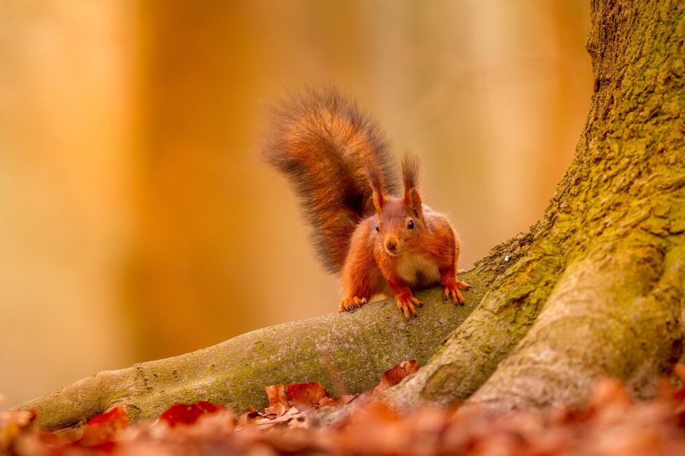 Eekhoorn in de herfst bij een boom