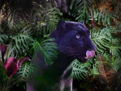 Zwarte panter in het oerwoud.