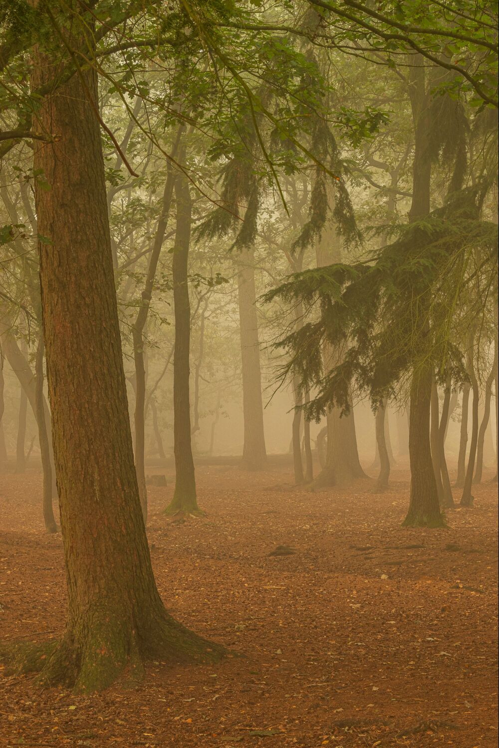 Boslandschap in herfstkleuren en met dichte mist