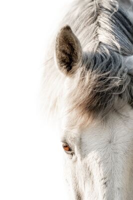 Gaze of Softness Detail of a White Horse