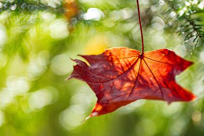 herfst esdoornblad