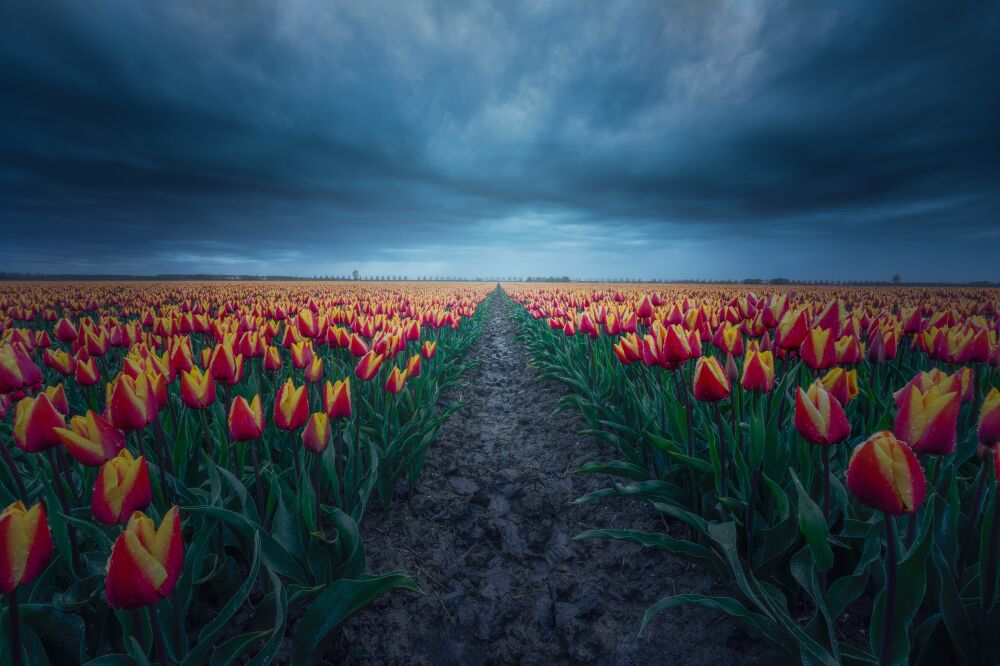 Prachtig tulpenveld bij slecht weer