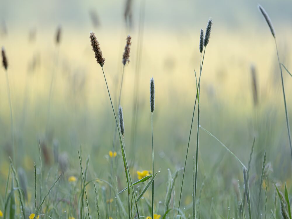 Nevelig bloemenveld