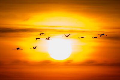 Flamingo zonsondergang