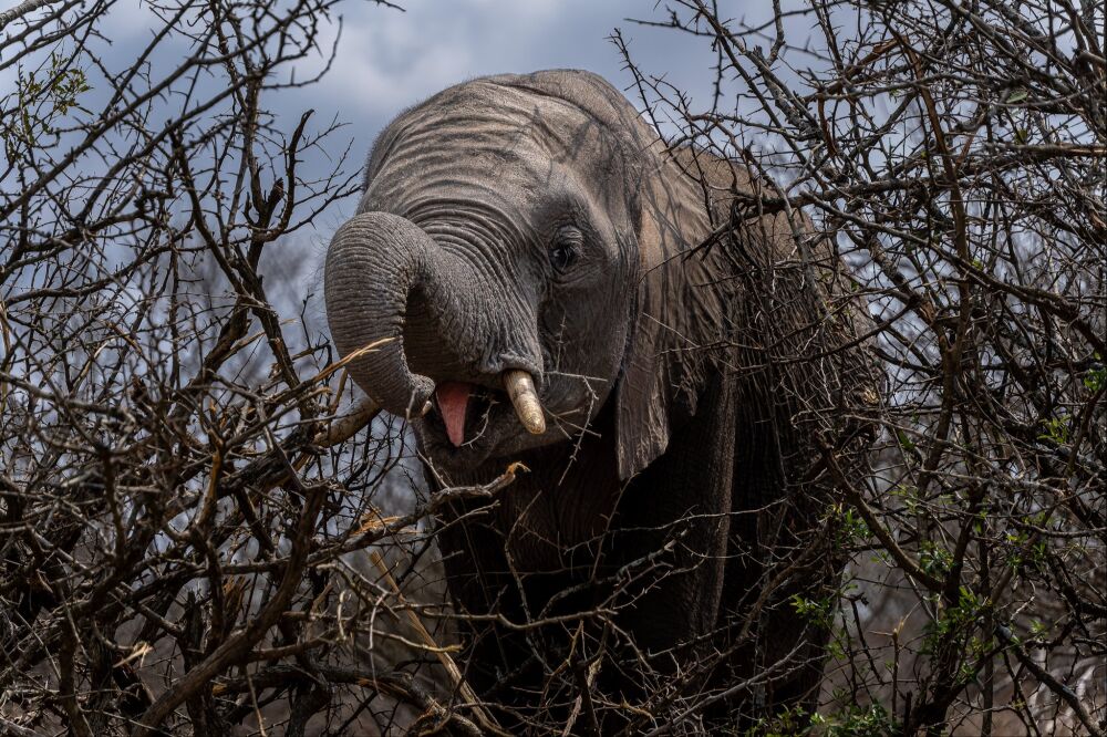 Elephant in the Kruger National Park