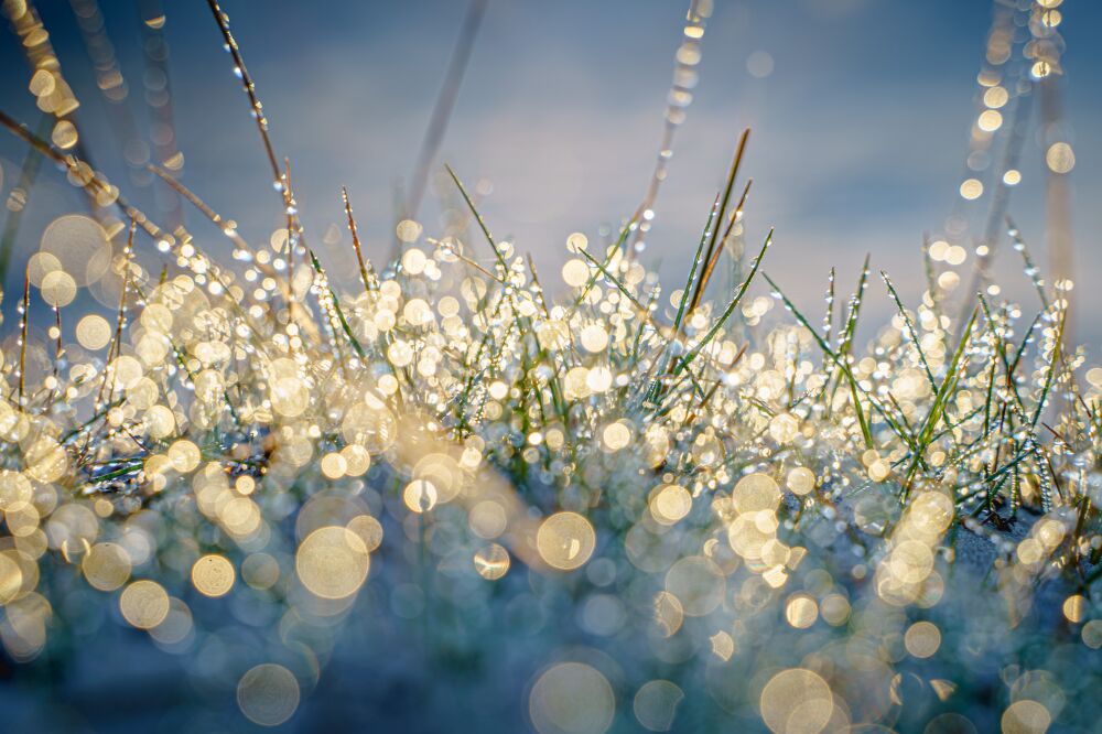 Bokeh met dauwdruppel en vroeg ochtendlicht in grasland