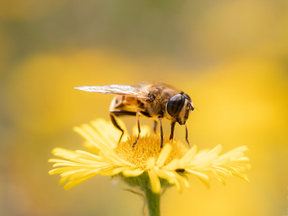 Blinde bij op bloem