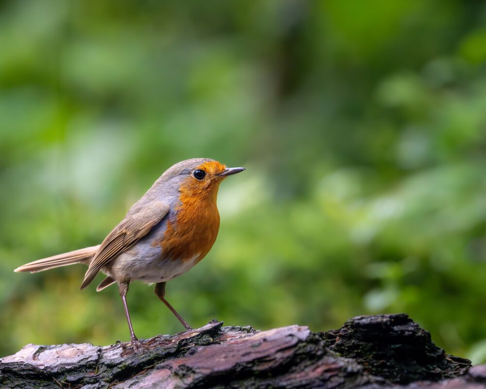 Robin