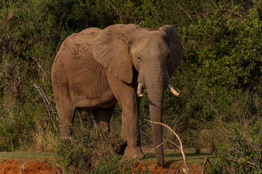 Elephant in the Bush