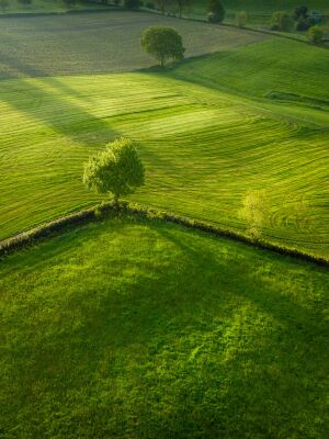 Morning green