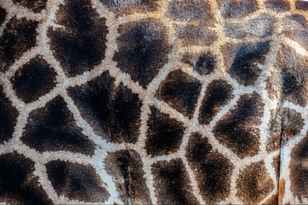 Close-up of Giraffe Skin Pattern, Kruger National Park, South Africa