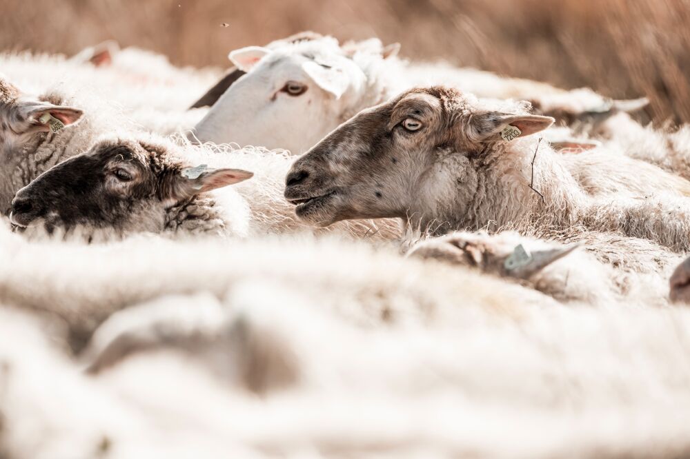 Harmony in the Flock A Moment of Togetherness