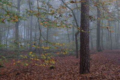 Herfst in het beukenbos