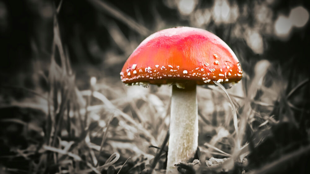 Fly Agaric