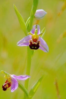 Bijenorchis op Texel