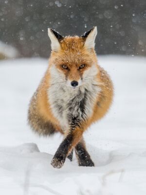 Elegant fox in the snow