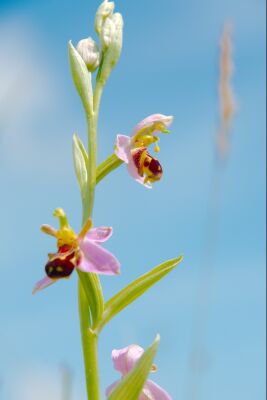 Bijenorchis op Texel