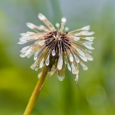 Pluizen van een paardenbloem met waterdruppels