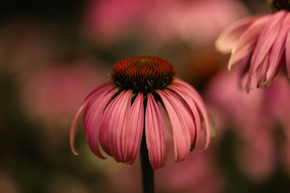 Rode zonnehoed bloem met mooie sfeervolle bewerking close up