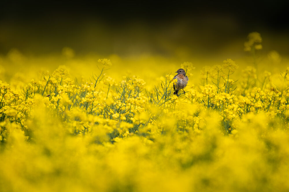 Vogel (roodborsttapuit) in het koolzaad